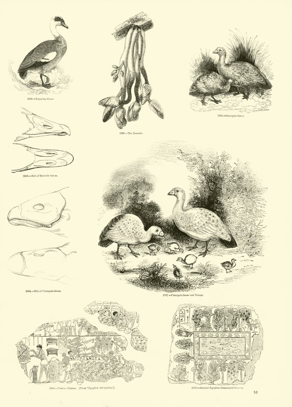 Página del Museo Pictórico de la Naturaleza Animada de English School