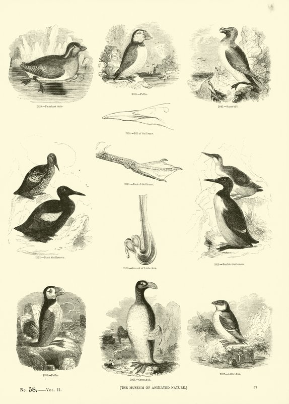 Página del Museo Pictórico de la Naturaleza Animada de English School
