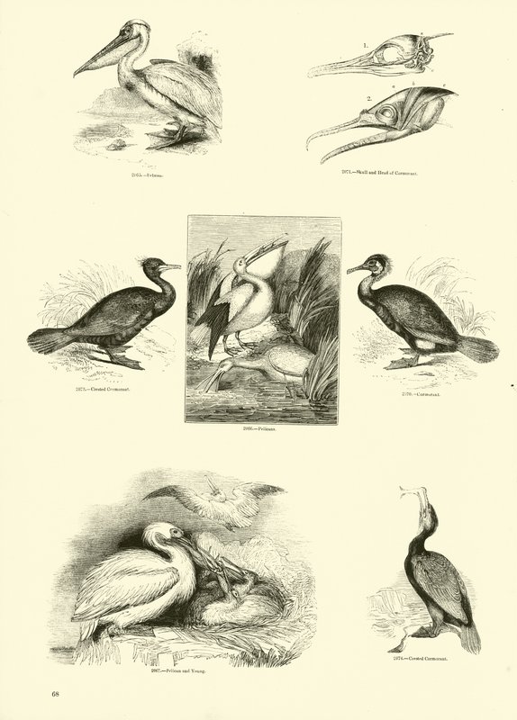 Página del Museo Pictórico de la Naturaleza Animada de English School