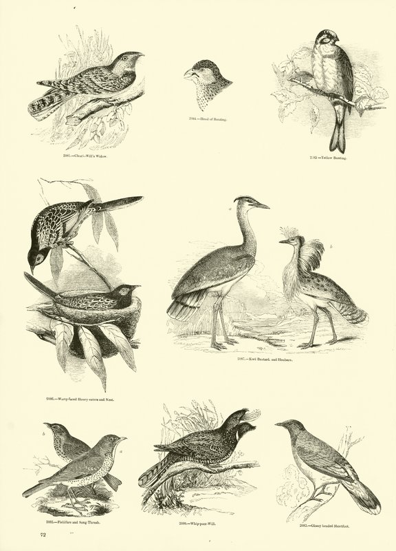 Página del Museo Pictórico de la Naturaleza Animada de English School