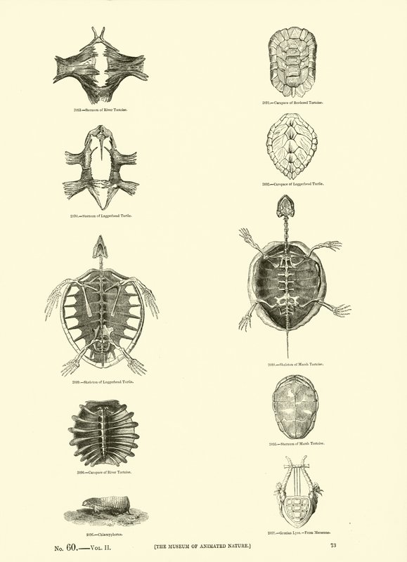 Página del Museo Pictórico de la Naturaleza Animada de English School