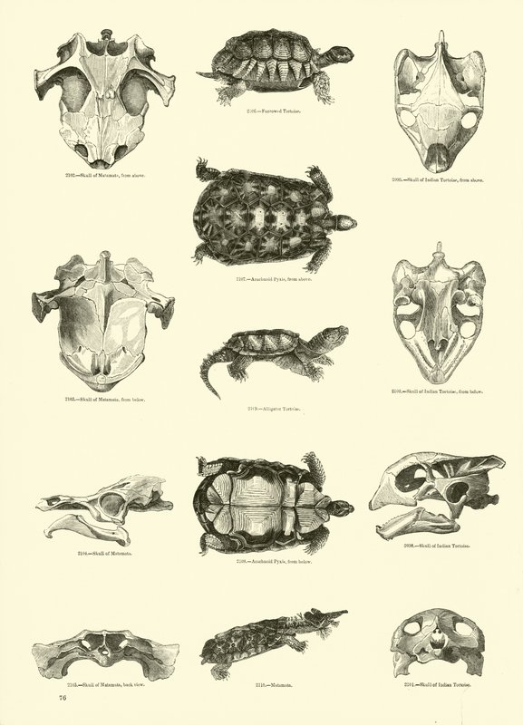 Página del Museo Pictórico de la Naturaleza Animada de English School