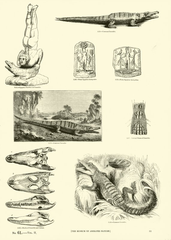 Página del Museo Pictórico de la Naturaleza Animada de English School