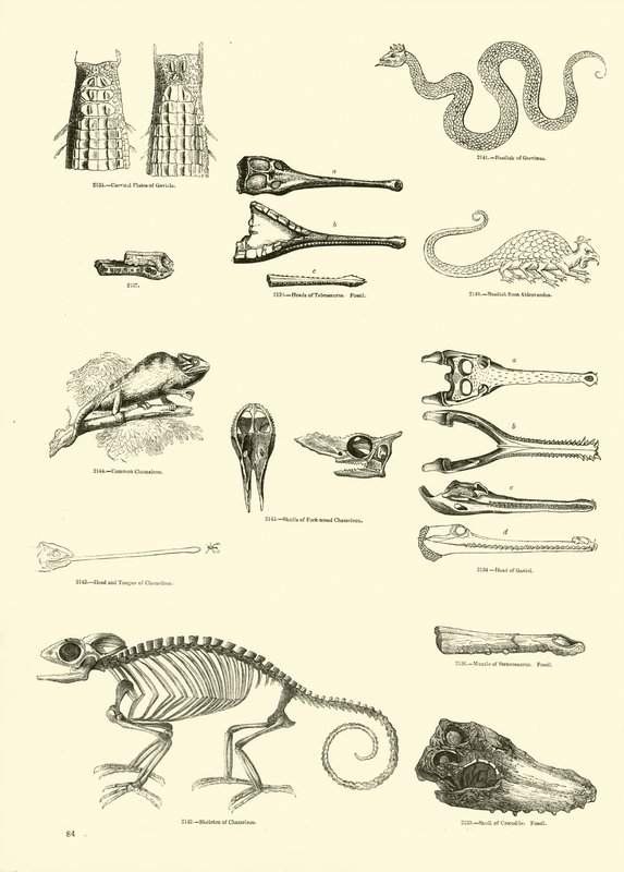 Página del Museo Pictórico de la Naturaleza Animada de English School