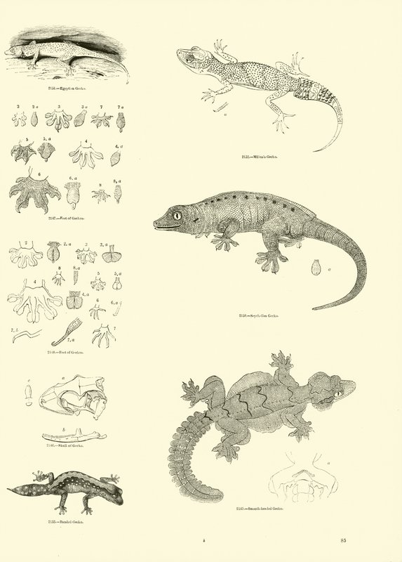 Página del Museo Pictórico de la Naturaleza Animada de English School