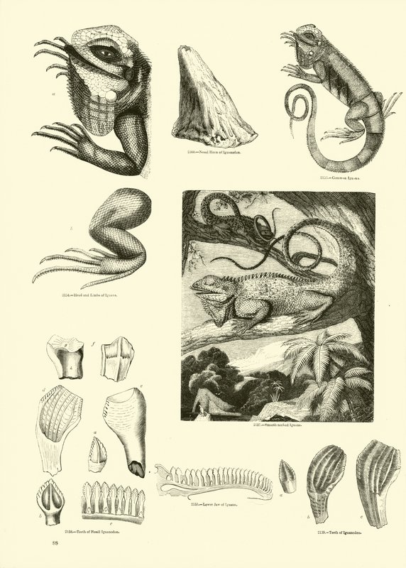 Página del Museo Pictórico de la Naturaleza Animada de English School