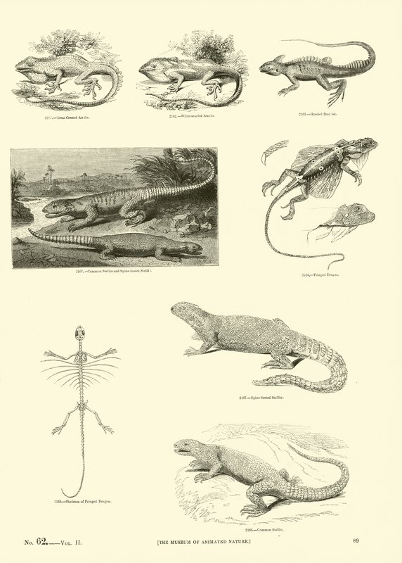 Página del Museo Pictórico de la Naturaleza Animada de English School