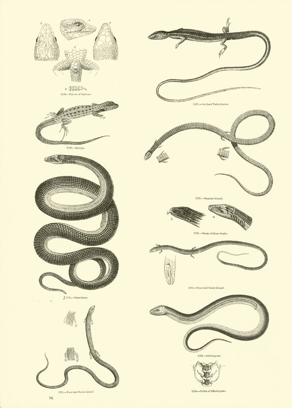 Página del Museo Pictórico de la Naturaleza Animada de English School