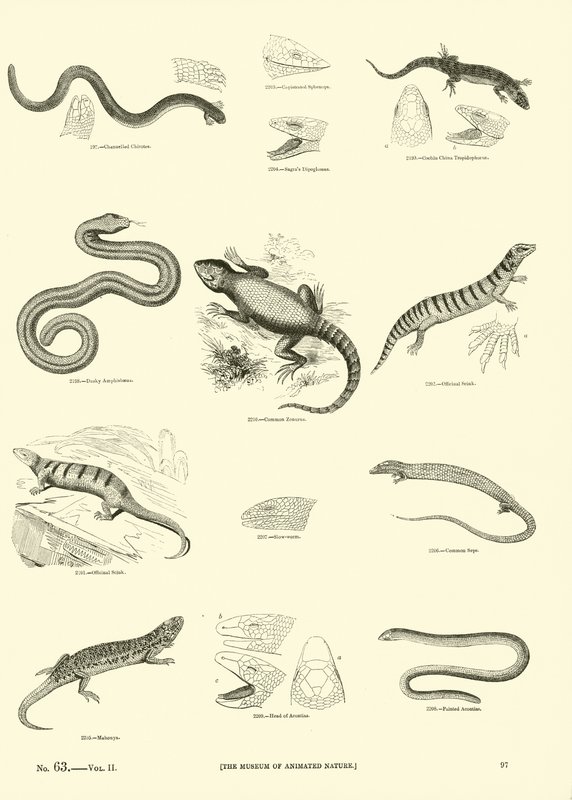 Página del Museo Pictórico de la Naturaleza Animada de English School