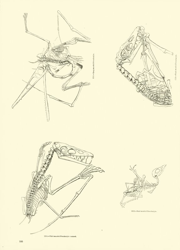 Página del Museo Pictórico de la Naturaleza Animada de English School