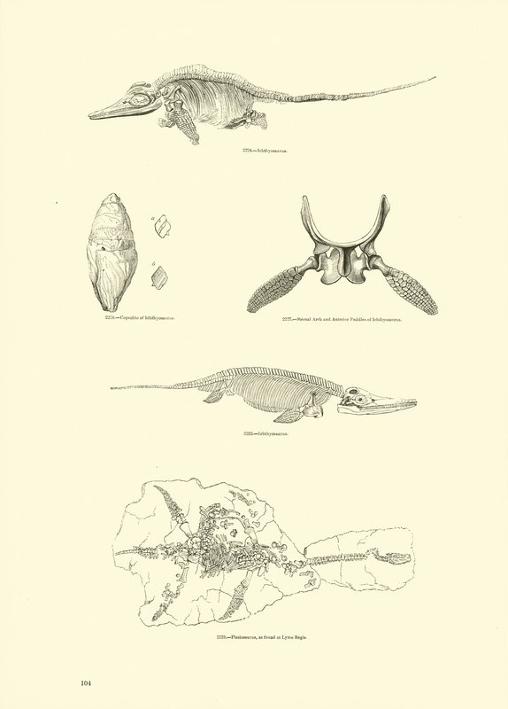 Página del Museo Pictórico de la Naturaleza Animada de English School