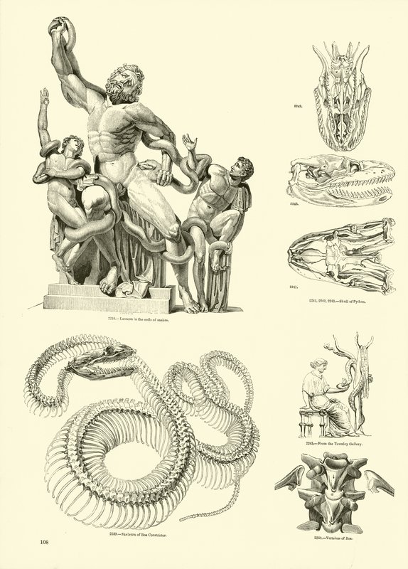 Página del Museo Pictórico de la Naturaleza Animada de English School