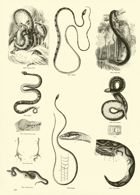 Página del Museo Pictórico de la Naturaleza Animada de English School
