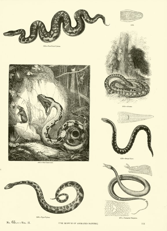 Página del Museo Pictórico de la Naturaleza Animada de English School