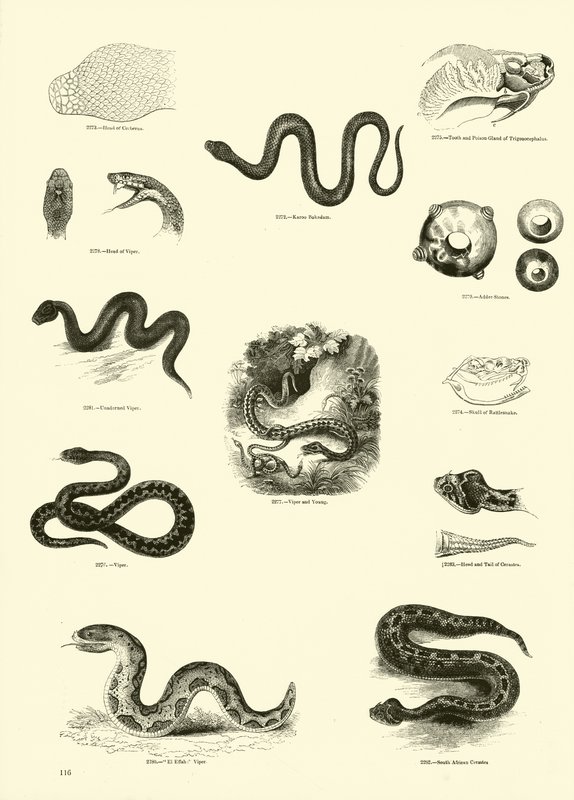 Página del Museo Pictórico de la Naturaleza Animada de English School