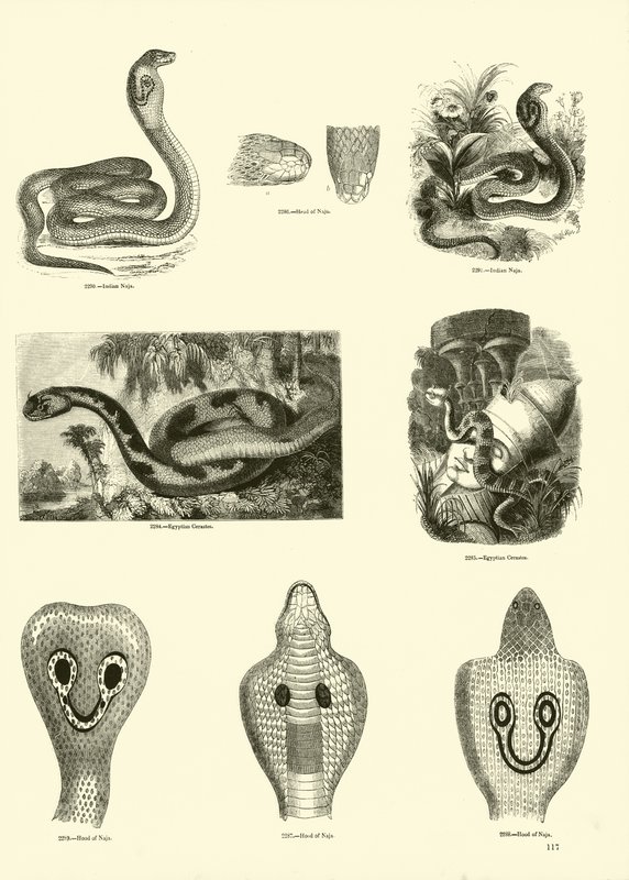 Página del Museo Pictórico de la Naturaleza Animada de English School