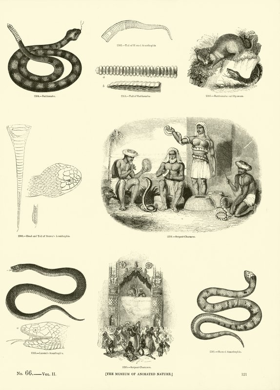 Página del Museo Pictórico de la Naturaleza Animada de English School