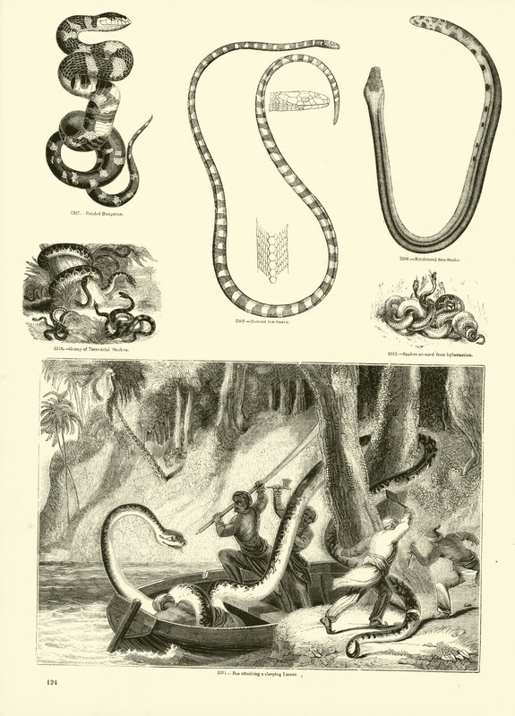 Página del Museo Pictórico de la Naturaleza Animada de English School
