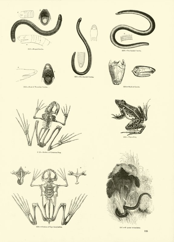 Página del Museo Pictórico de la Naturaleza Animada de English School