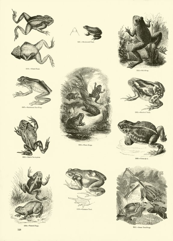 Página del Museo Pictórico de la Naturaleza Animada de English School
