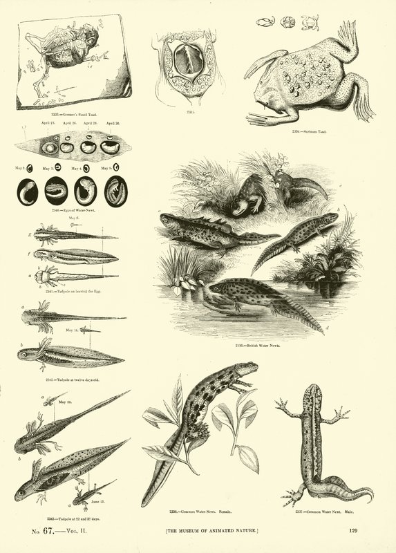 Página del Museo Pictórico de la Naturaleza Animada de English School