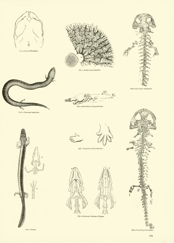 Página del Museo Pictórico de la Naturaleza Animada de English School