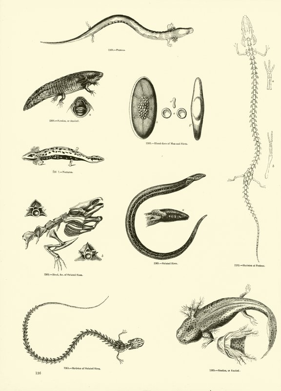 Página del Museo Pictórico de la Naturaleza Animada de English School
