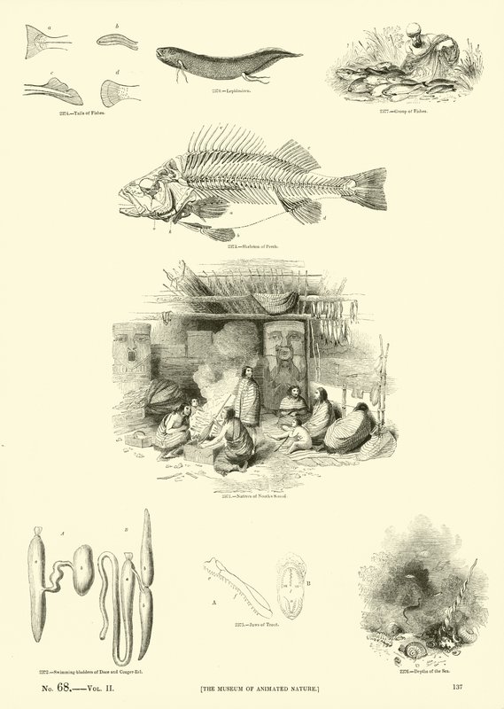 Página del Museo Pictórico de la Naturaleza Animada de English School