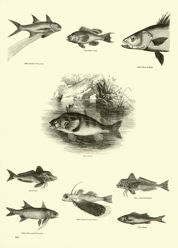 Página del Museo Pictórico de la Naturaleza Animada de English School