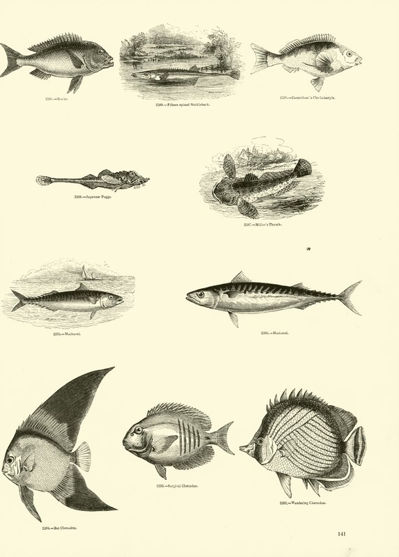 Página del Museo Pictórico de la Naturaleza Animada de English School