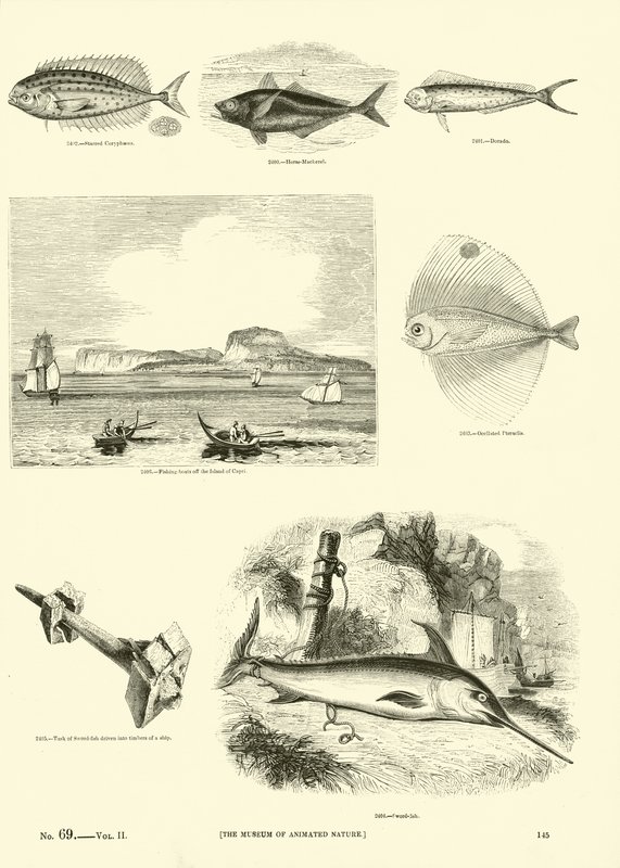 Página del Museo Pictórico de la Naturaleza Animada de English School