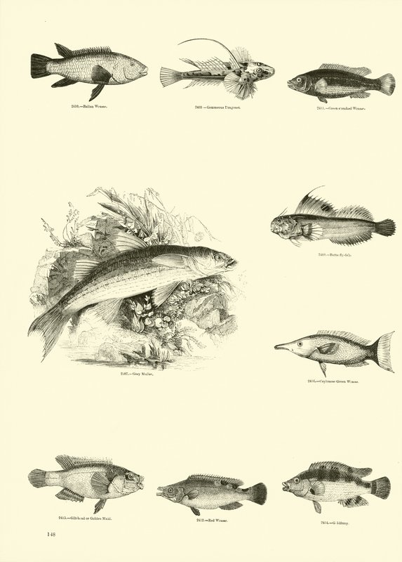 Página del Museo Pictórico de la Naturaleza Animada de English School