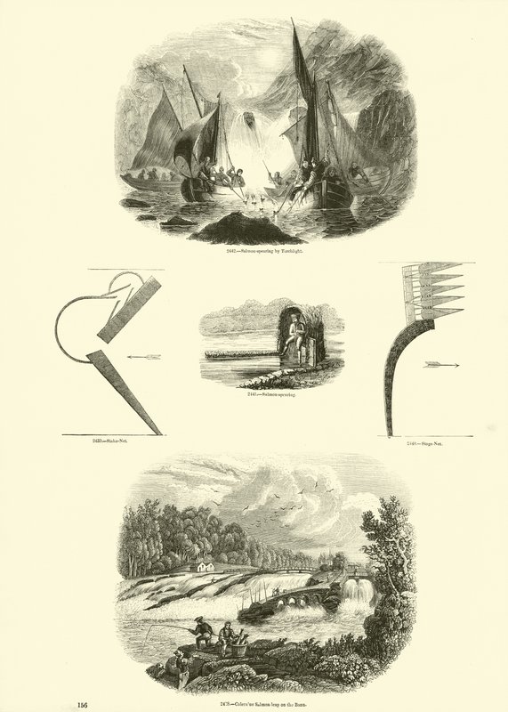 Página del Museo Pictórico de la Naturaleza Animada de English School