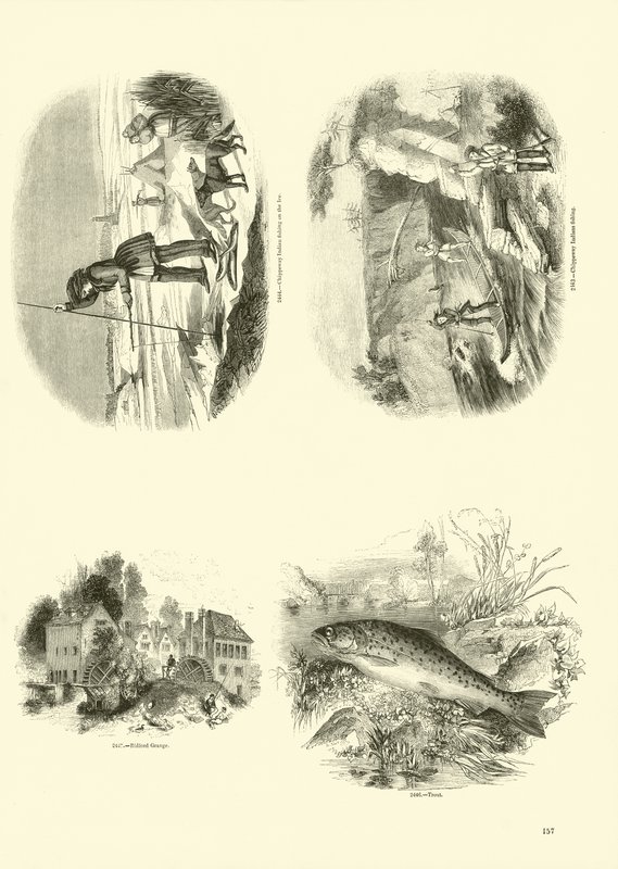 Página del Museo Pictórico de la Naturaleza Animada de English School