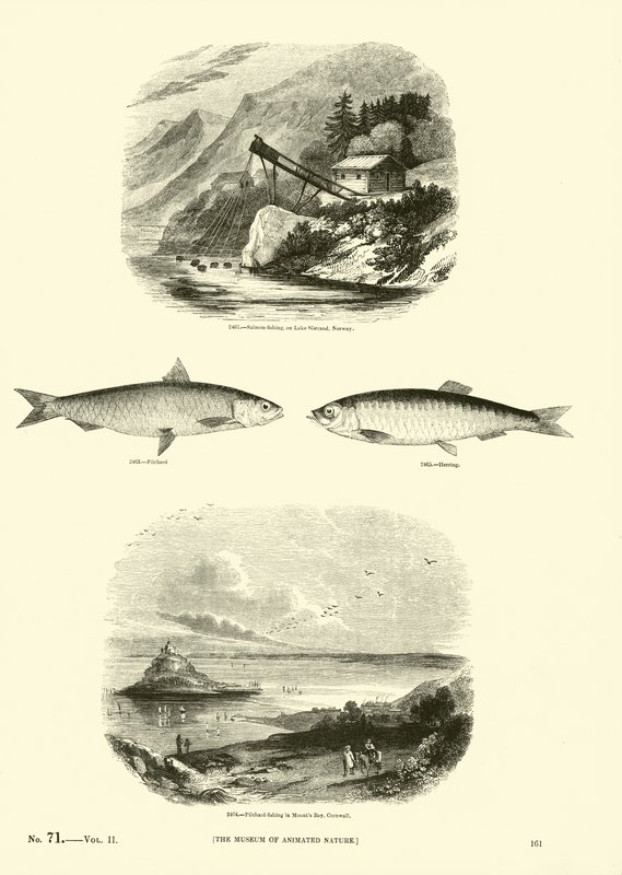 Página del Museo Pictórico de la Naturaleza Animada de English School