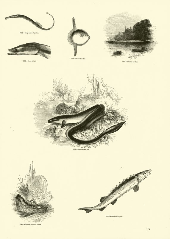 Página del Museo Pictórico de la Naturaleza Animada de English School