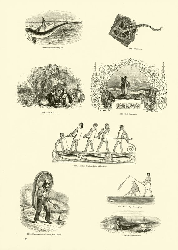 Página del Museo Pictórico de la Naturaleza Animada de English School