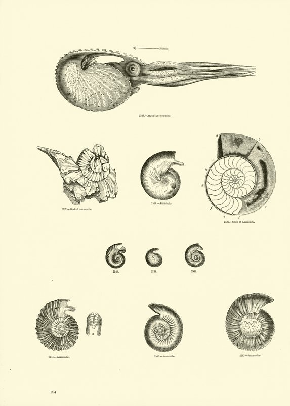 Página del Museo Pictórico de la Naturaleza Animada de English School