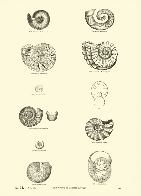 Página del Museo Pictórico de la Naturaleza Animada de English School