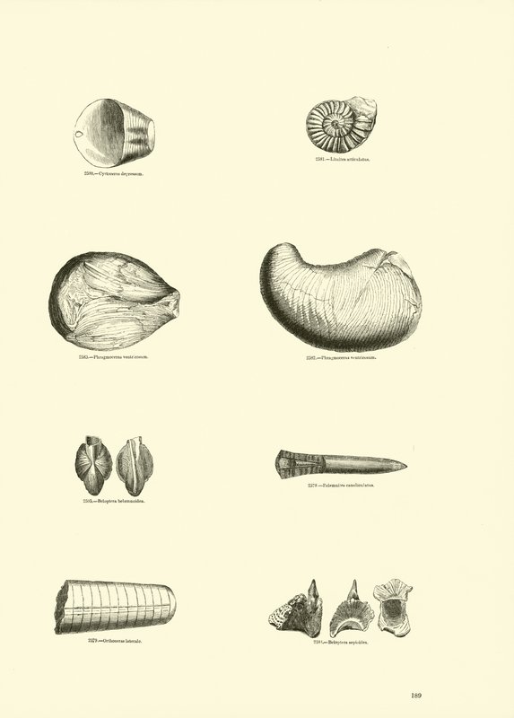 Página del Museo Pictórico de la Naturaleza Animada de English School
