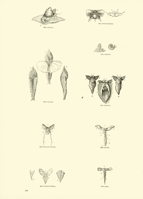 Página del Museo Pictórico de la Naturaleza Animada de English School