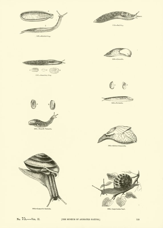 Página del Museo Pictórico de la Naturaleza Animada de English School