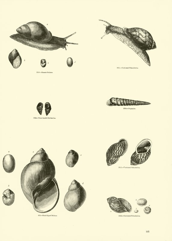 Página del Museo Pictórico de la Naturaleza Animada de English School