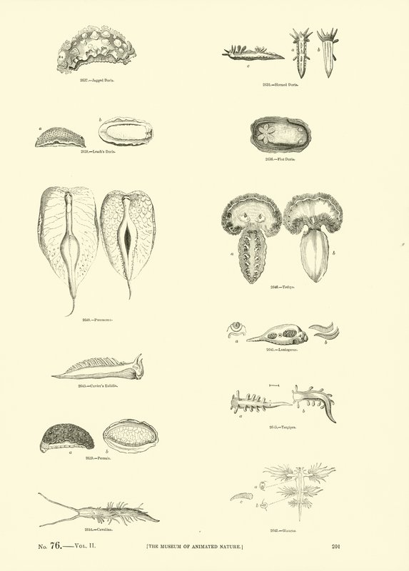 Página del Museo Pictórico de la Naturaleza Animada de English School