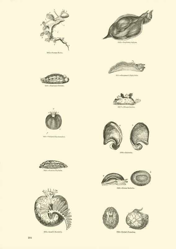 Página del Museo Pictórico de la Naturaleza Animada de English School