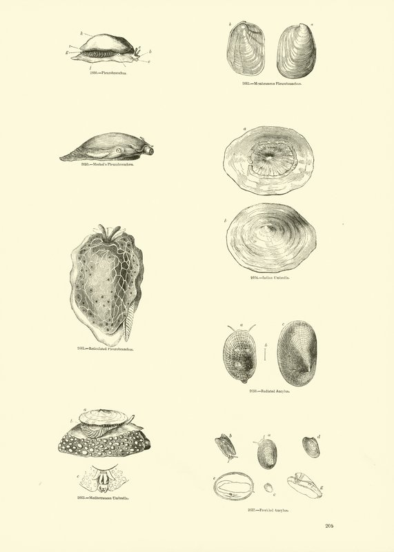 Página del Museo Pictórico de la Naturaleza Animada de English School