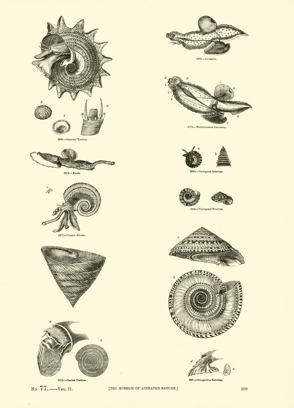 Página del Museo Pictórico de la Naturaleza Animada de English School