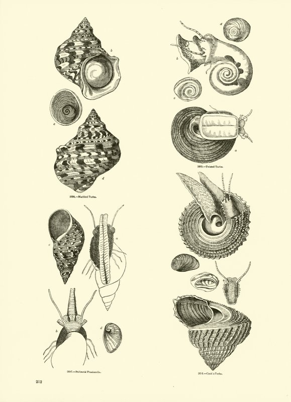 Página del Museo Pictórico de la Naturaleza Animada de English School