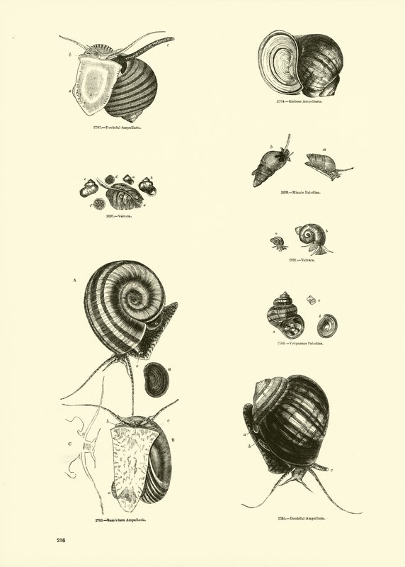 Página del Museo Pictórico de la Naturaleza Animada de English School