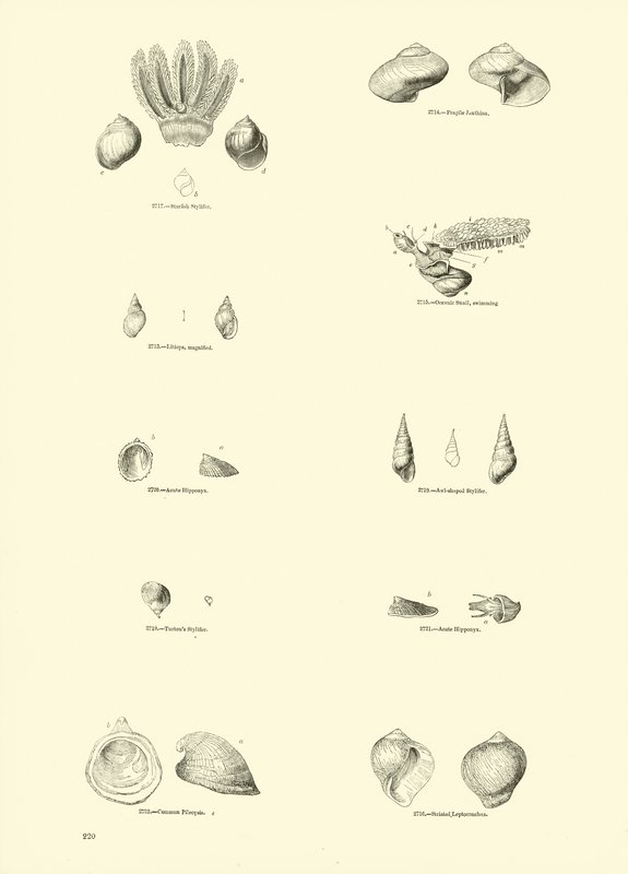 Página del Museo Pictórico de la Naturaleza Animada de English School